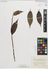 Foto von Salix pentandra L.